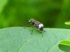 Eurymycter
