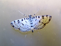 Conchylodes ovulalis