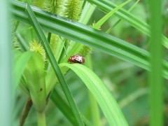 Calligrapha labyrinthica