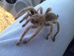 Grammostola rosea