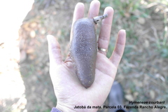 Hymenaea