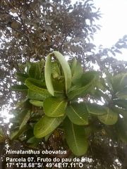 Himatanthus obovatus