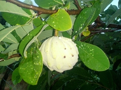 Annona macroprophyllata