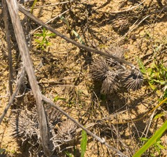 Cirsium pitcheri