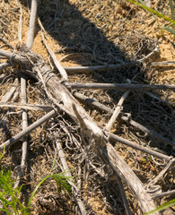 Cirsium pitcheri