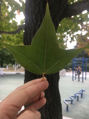 Liquidambar formosana iNat (2)