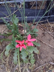 Freesia laxa
