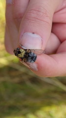 Pharyngomyia picta