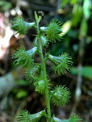 Agrimonia striata