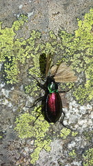 Carabus hispanus