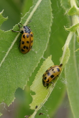 Chrysomela mainensis