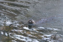 Lontra canadensis