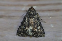 Condica albigera
