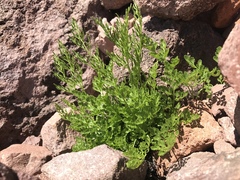 Cryptogramma cascadensis