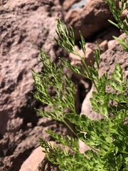 Cryptogramma cascadensis