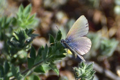 Zizina otis labradus