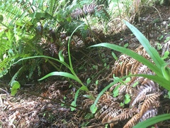 Pterostylis graminea