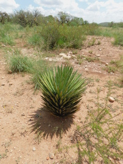 Yucca carnerosana