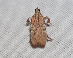 Galasa nigripunctalis