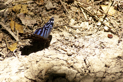 Myscelia ethusa ethusa