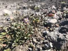 Silene grayi