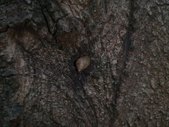 Plectostylus peruvianus