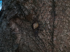 Plectostylus peruvianus