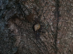 Plectostylus peruvianus