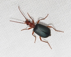 Brachinus elongatulus