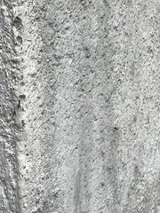 Paratrechina longicornis
