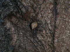 Plectostylus peruvianus