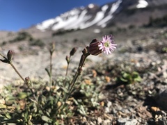Silene grayi