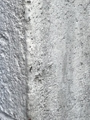 Paratrechina longicornis