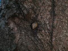 Plectostylus peruvianus