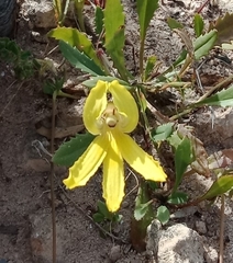 Goodenia arguta