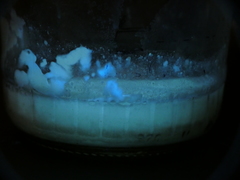 Pseudomonas