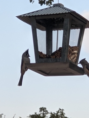 Baeolophus bicolor × atricristatus