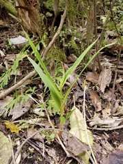 Pterostylis cardiostigma