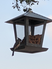 Baeolophus bicolor × atricristatus