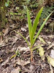 Pterostylis cardiostigma