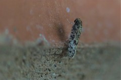 Cephitinea obscurostrigella