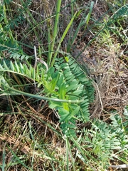 Vicia gigantea