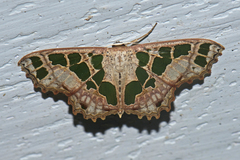 Scopula divisaria