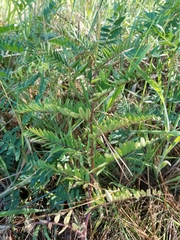 Vicia gigantea