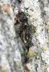 Trichadenotecnum quaesitum