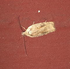 Agonopterix nervosa