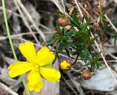 Hibbertia acicularis
