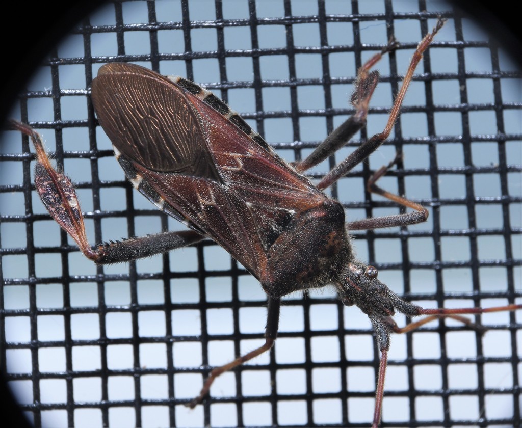 Leaf-footed Pine Seed Bug from Montgomery County, VA, USA on October 20 ...