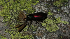 Carabus hispanus