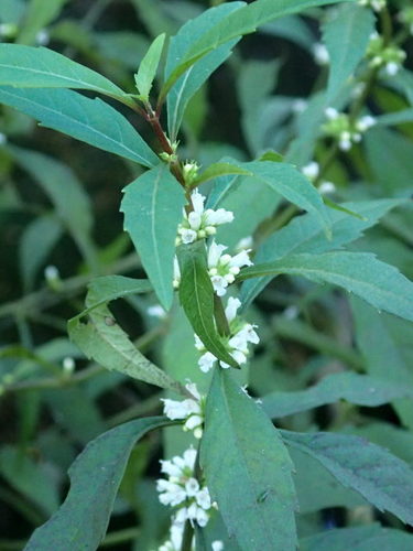 Taperleaf water horehound (Lycopus rubellus)